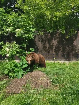 Sabina i Mała na nowym tymczasowym wybiegu