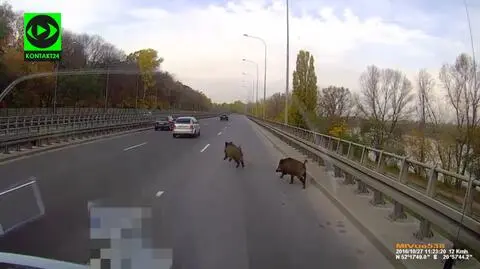 Dziki wbiegły na Wisłostradę i spadły z wiaduktu. Zobacz film