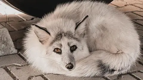 Biała lisica na parkingu firmy kurierskiej 