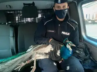 Śródmiejscy policjanci zawieźli pawia do Łazienek Królewskich