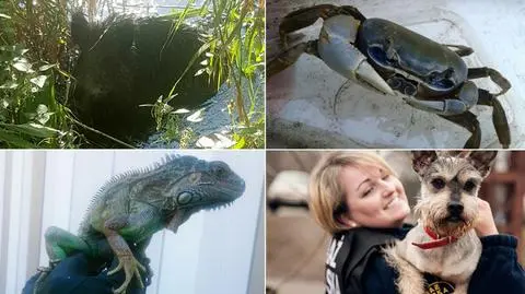 Pyton, legwan, waran. Nie tylko psy i koty. Rekordowy rok Ekopatrolu