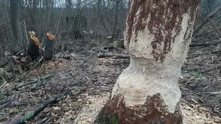 Na terenie rezerwatu są ślady działalności bobrów