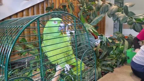 Oswajają ludzi z egzotycznymi zwierzętami