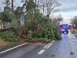 Powalone drzewo na Izbickiej