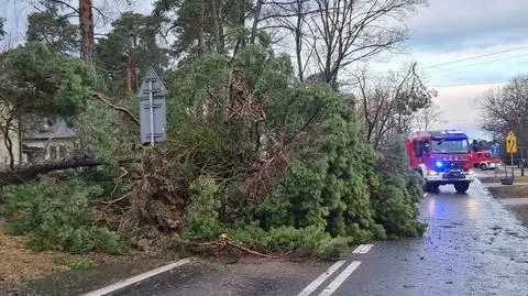 Powalone drzewo na Izbickiej