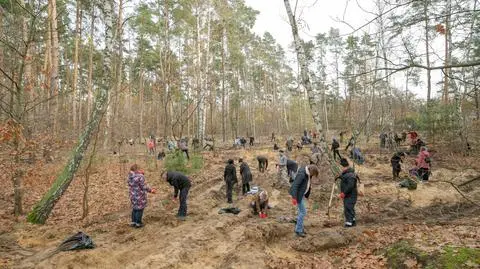 Lipa drobnolistna i klon jawor. Uroczysko Las Bemowo wzbogaciło się o dwa tysiące drzew