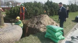 Przesadzanie dębów na Białołęce