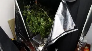 Fabryka marihuany w mieszkaniu