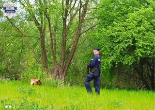 Policyjny pies Laner odnalazł zaginioną dziewczynkę