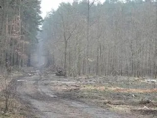 Wycinka na terenie Leśnictwa Zbójna Góra
