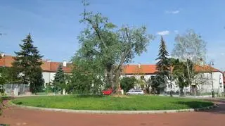 Drzewo przy placu Słonecznym