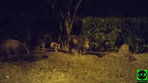 Metrem na dziko? Nocne spotkanie na Młocinach