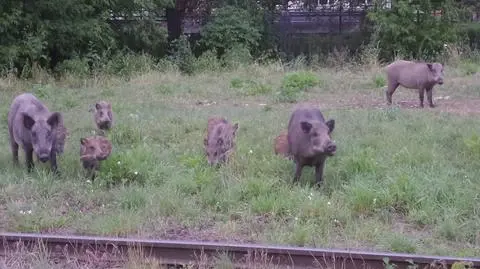 Gromada dzików na Bielanach. "W ogóle się nie bały"