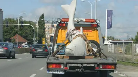 Gigantyczna ryba na Wisłostradzie. "Przyjechała na okazanie"