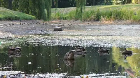 Wysechł staw w parku. "Bardziej przypomina błoto"