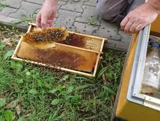 Pszczołami zaopiekował się zaprzyjaźniony ze strażą miejską pszczelarz 