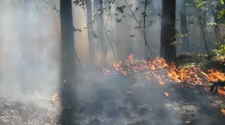 Pożar lasu na Bielanach