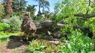 Buk z Ogrodu Botanicznego UW został powalony przez silny wiatr