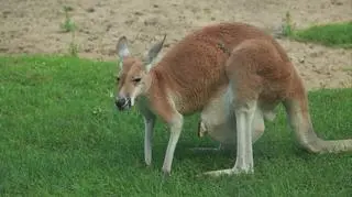 Kangury w warszawskim zoo