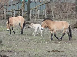 W warszawskim zoo urodziła się klaczka konia Przewalskiego