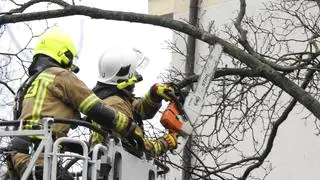 Strażacy interweniowali do powalonych drzew na Gruszczyńskiego 