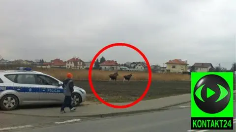 Łosie wyszły na spacer po Bemowie