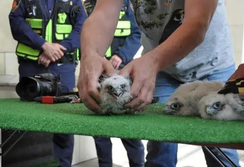 Trzy sokoły wykluły się w Pałacu Kultury 