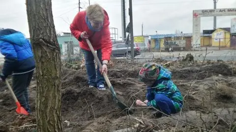 Jedni wycięli, teraz inni sadzą. "Ruszamy z łopatami na topory"