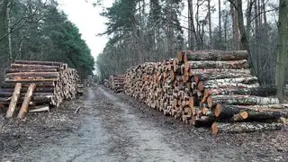 Drzewa wycięte w związku z budową gazociągu warszawskiego