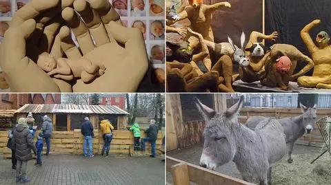 Żywe zwierzęta i ważne przesłania. Zobacz tegoroczne szopki