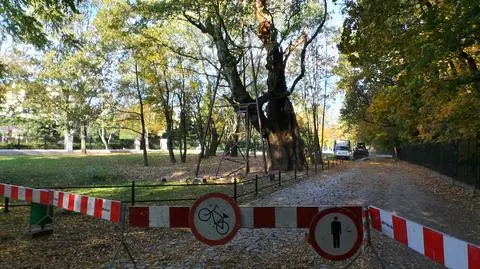 Podpalacz najstarszego drzewa w Warszawie pozostanie bezkarny