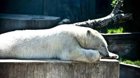 Lody owocowe sposobem na upał w zoo