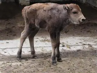 W stołecznym zoo urodziła się żubrzyca