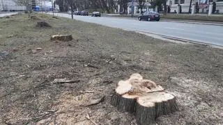 Wycinka pod budowę torów na Kasprzaka 