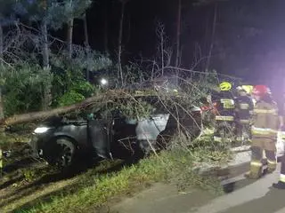 Kierowca uderzył w drzewo w Wólce Radzymińskiej