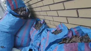 Worki z zielonymi odpadami na Pradze-Północ