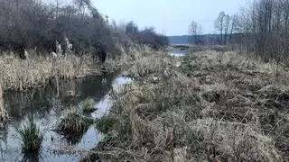 Prace toczyły się na terenie rezerwatu Wieliszewskie Łęgi