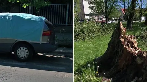 Drzewa zagrażają bezpieczeństwu? "Stare można jedynie wyciąć"