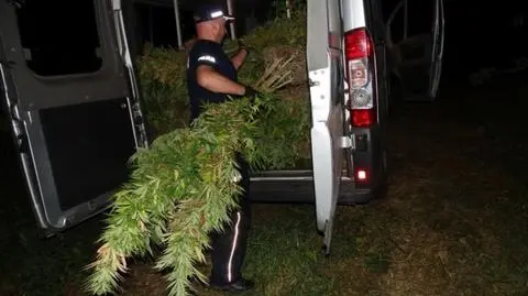 Marihuana na działce męża prezydent Warszawy. Uprawiali ją sąsiedzi