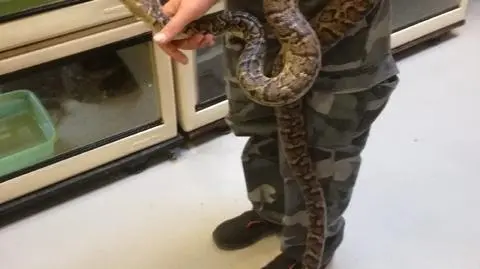 Boa wygrzewał się nad Wisłą