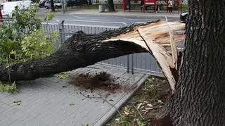 Drzewo zablokowało tramwaje na Mickiewicza