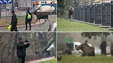 Ranny łoś biegał między nagrobkami. Usypiali go kilka godzin