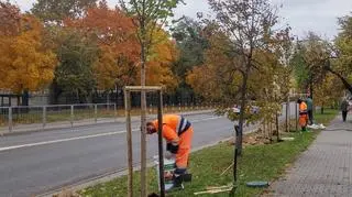 Przy Elekcyjnej posadzono cztery lipy