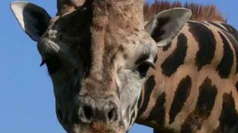 444 prosto do zoo