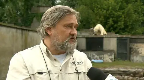 "Głupota jest szkodliwa". Dyrektor zoo o wejściu na wybieg dla niedźwiedzi