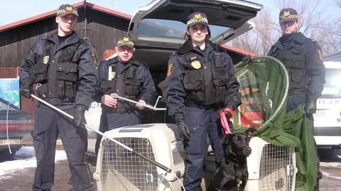 "Wzywają nas nawet do plastikowego pająka"