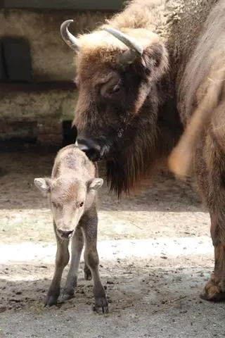 W stołecznym zoo urodziła się żubrzyca