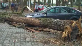 Drzewo uszkodziło samochody