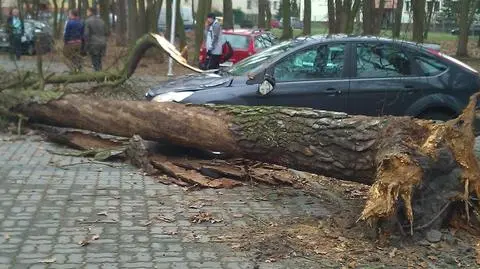 Drzewo runęło na cztery samochody
