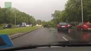 Zawalone drzewo na Wisłostradzie